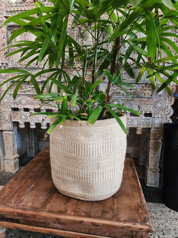 Jute planter 